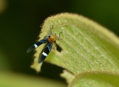 Amblyscarta unifasciata