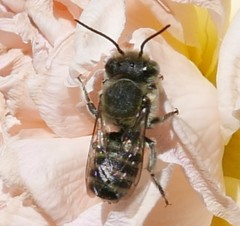 Eutricharaea