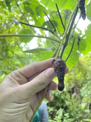 Dioscorea alata