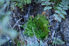 Selaginella pilifera