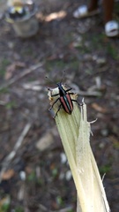 Exophthalmus similis