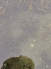 Pagurus bernhardus
