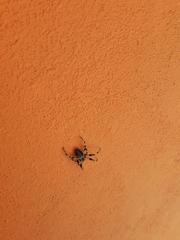 Neoscona orizabensis