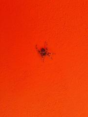 Neoscona orizabensis