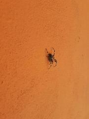 Neoscona orizabensis