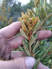 Lyonia ferruginea image