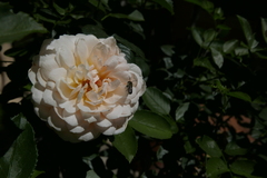 Eutricharaea