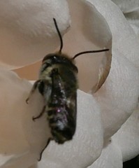 Eutricharaea