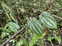 Dioscorea pilosiuscula