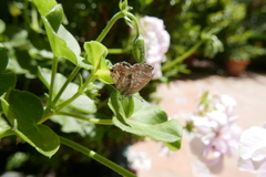 Cacyreus marshalli