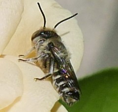 Eutricharaea