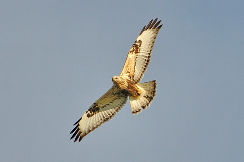 Busardo calzado (Buteo lagopus)