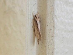 Tingena chloradelpha