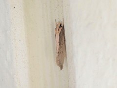 Tingena chloradelpha