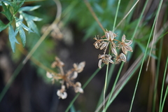 Cymopterus hallii