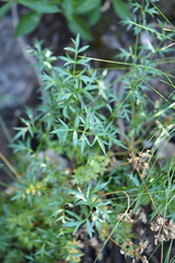 Cymopterus hallii