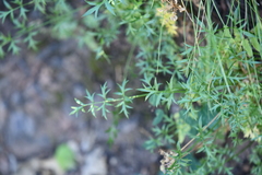 Cymopterus hallii