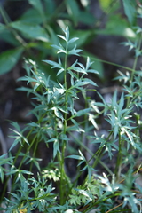 Cymopterus hallii