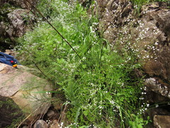 Restio quadratus
