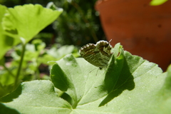 Cacyreus marshalli