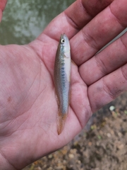 Fundulus olivaceus