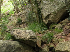 Carex lancea