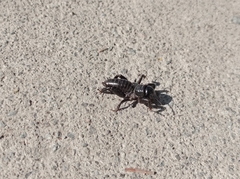 Stenopelmatus minor