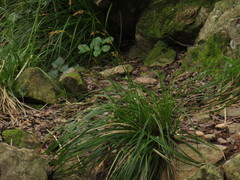 Carex lancea