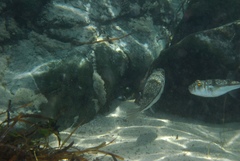 Torquigener pleurogramma