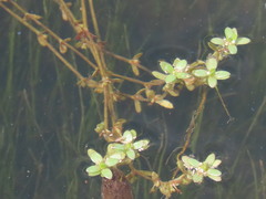 Crassula natans