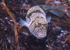 Torquigener pleurogramma