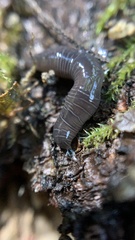 Microplana terrestris