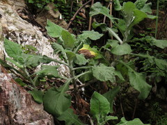 Senecio verbascifolius