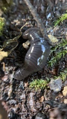 Microplana terrestris