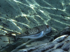 Torquigener pleurogramma