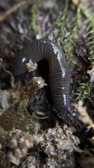 Microplana terrestris