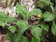 Senecio verbascifolius