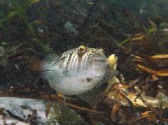 Torquigener pleurogramma