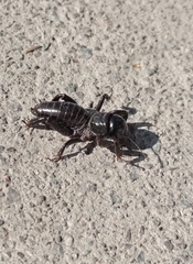 Stenopelmatus minor