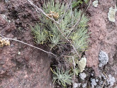 Helichrysum