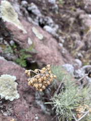 Helichrysum