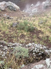 Helichrysum
