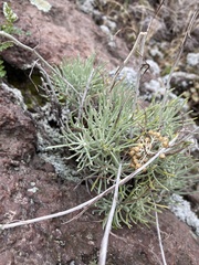 Helichrysum