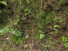 Blechnum punctulatum punctulatum