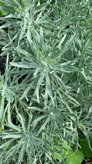 Tournefortia gnaphalodes