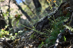 Cymopterus hallii