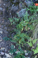 Cymopterus hallii