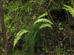 Blechnum punctulatum punctulatum