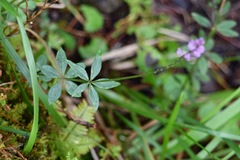 Polygala turgida