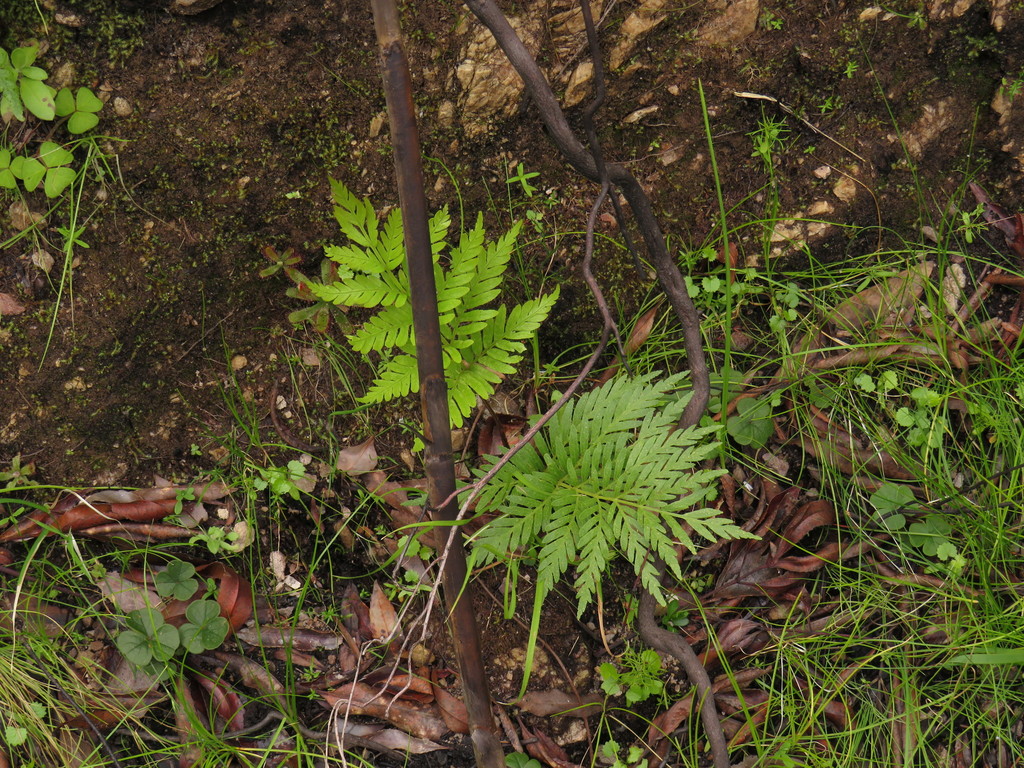 King fern (Todea barbara)